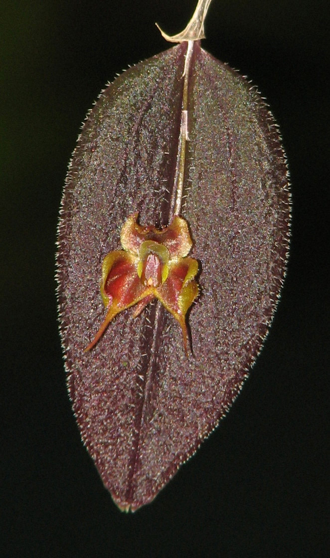 The tiny flower of Lepanthes fiskei measures less than 3/4" in length. Photo by Dylan Hannon.