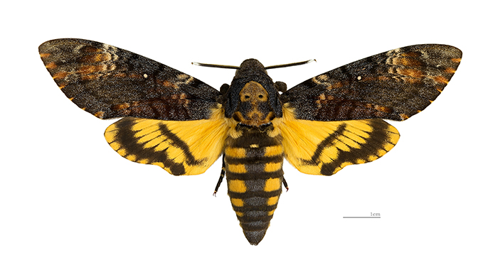 Death’s-head Hawkmoth (Image from Wikimedia Commons. Acherontia atropos MHNT by Didier Descouens. File is licensed under the Creative Commons Attribution-Share Alike 3.0 Unported license.)