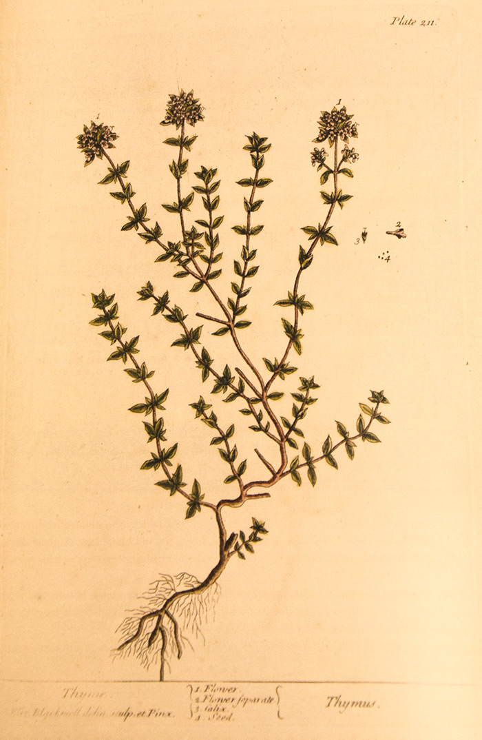 Reproductions from The Huntington's copy of Elizabeth Blackwell's 1737 botanical work, A Curious Herbal, are sprinkled among the recipes in A Celebration of Herbs. (Pictured: thyme.) Huntington Library Press.