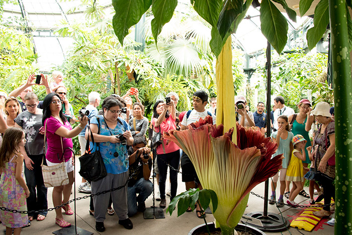 There were cameras, cameras everywhere for the big Amorphophallus titanum bloom. Read more in "Picturing a Bloom." 