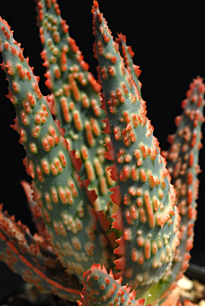 Aloe ‘DZ’ was Zimmerman’s first aloe hybrid to enter the International Succulent Introduction program, along with Aloe ‘Dragon’ and Aloe ‘Gargoyle’. Photo by Karen Zimmerman.