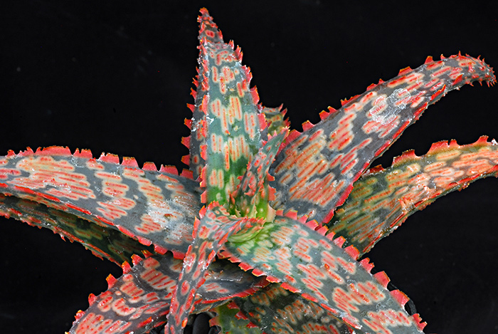 Colorful and playful, Aloe ‘Jeff Karsner’ is named after the late head gardener of The Huntington’s Children's Garden. Photo by Karen Zimmerman. 