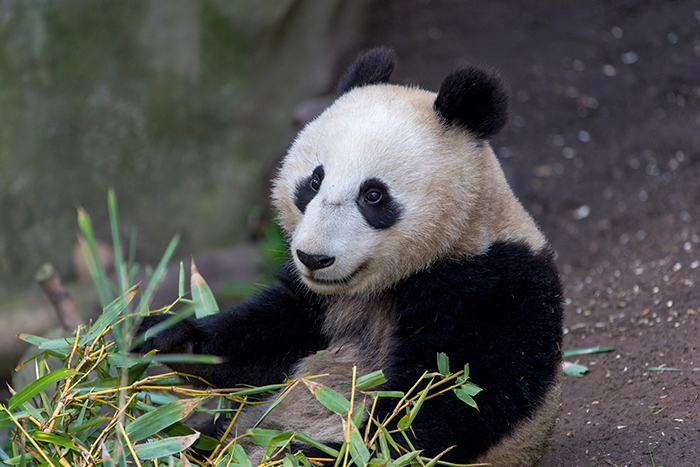 Xiao Liwu, one of San Diego Zoo's three giant pandas, dines in his Zoo enclosure on bamboo harvested from the gardens at The Huntington, among other sources. Photo courtesy of San Diego Zoo Global.