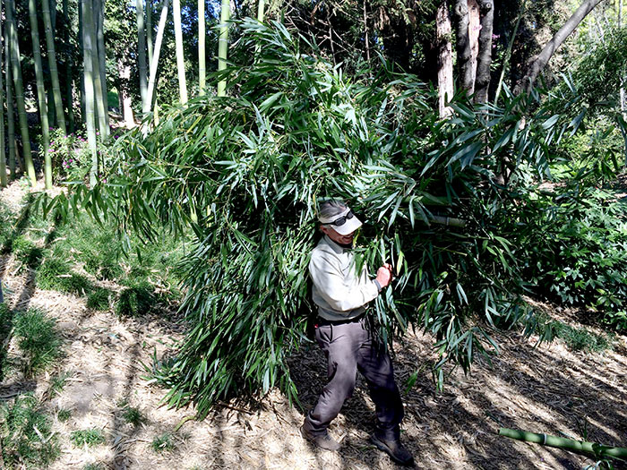 Carry-out order: Daniel Ramos, a senior horticulturist with the San Diego Zoo, carries a bundle of freshly cut timber bamboo (Phyllostachys vivax 'Wubujizhu', a Chinese native) out of a grove in the Japanese Garden. Photo by Lisa Blackburn.