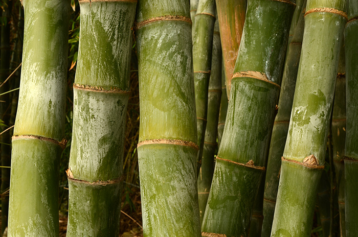 The Huntington’s collections include some 70 species of bamboo, many of them native to China. Pictured here: Bambusa beecheyana. Photo by Lisa Blackburn.