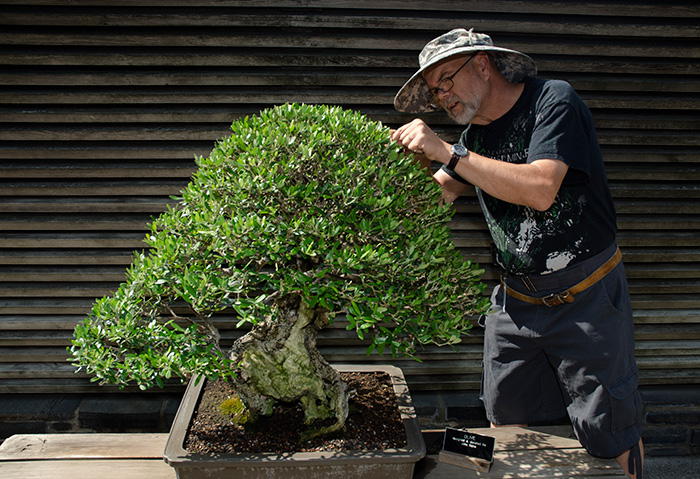 Ted Matson, curator of The Huntington’s bonsai collections, grooms an olive tree designed by the late John Naka. The art of bonsai, says Matson, is like “sculpture with living plant material.” Photo by Lisa Blackburn.