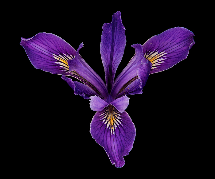 California’s native iris (Iris douglasiuna). Photo by David Leaser. 