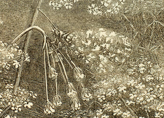 An orange-tip butterfly, depicted with human features, from “The Disguises of Insects” (1867) in Hardwicke’s Science-Gossip: An Illustrated Medium of Interchange and Gossip for Students and Lovers of Nature. The Huntington Library, Art Collections and Botanical Gardens.