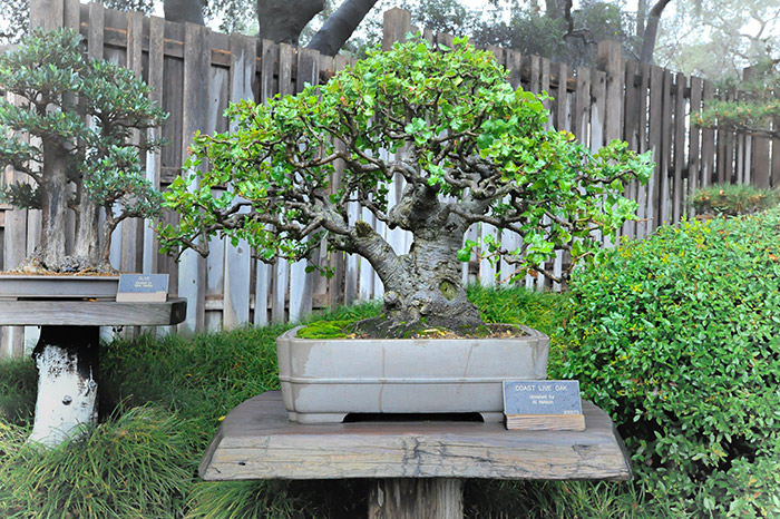 The rugged trunk, twisting branches, and broad canopy of this coast live oak bonsai displays all the signature characteristics of a full-size oak. Photo by Andrew Mitchell.