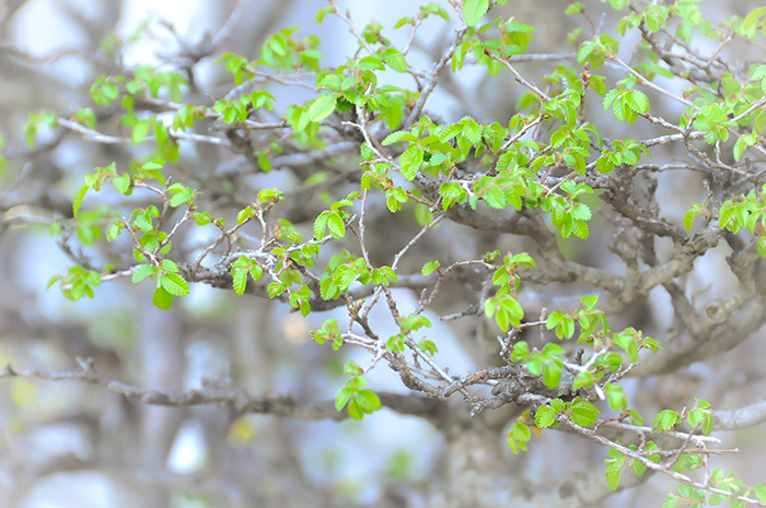 An early spring eases tiny serrated leaves from the delicate branches of the Chinese elm. Photo by Andrew Mitchell.