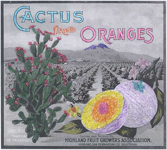 Coloring sheet made from orange crate label Cactus brand oranges, printed by Western Litho. Co., ca. 1916, color printed lithograph. The Huntington Library, Art Collections, and Botanical Gardens.