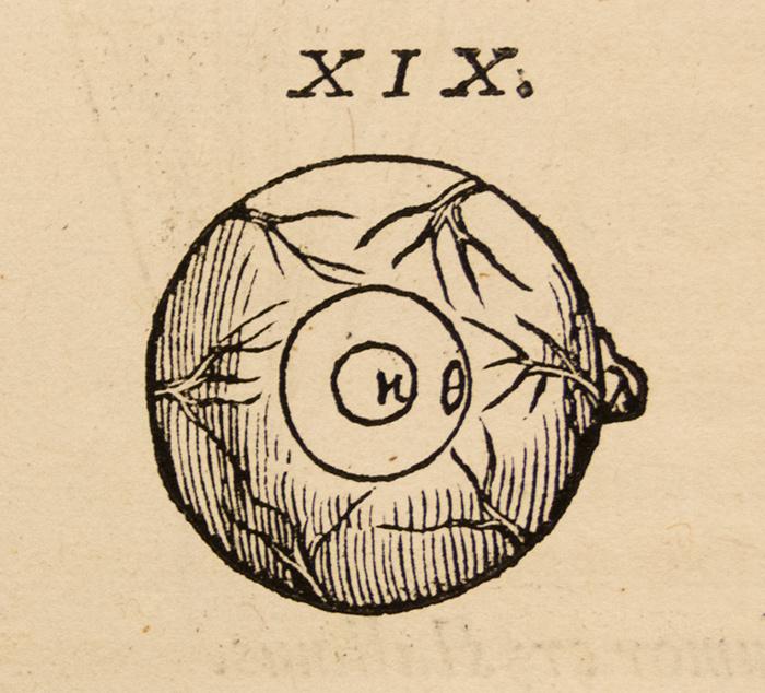 Detail from Vesalius’s idealized depiction of the shapes and sizes of the parts of the eye. From Andreas Vesalius, De humani corporis fabrica (On the Fabric of the Human Body), 1543. The Huntington Library, Art Collections, and Botanical Gardens. Photo by Kate Lain.