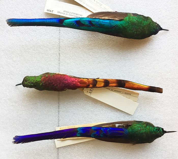 The nearly 7,000 hummingbird specimens in the Moore Laboratory of Zoology at Occidental College include (from top to bottom): a long-tailed sylph (Aglaiocercus kingie, Ecuador, 1928), a red-tailed comet (Sappho sparganurus, Argentina, 1917), and a violet-tailed sylph (Aglaiocercus coelestis, Ecuador, 1925). Photo by Allis Markham.