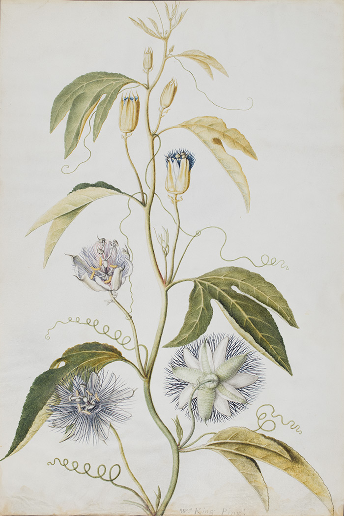 William King (British, active mid to late 18th century), Granadilla Foliis Trilobatis, 1763, watercolor on vellum. The Huntington Library, Art Collections, and Botanical Gardens.