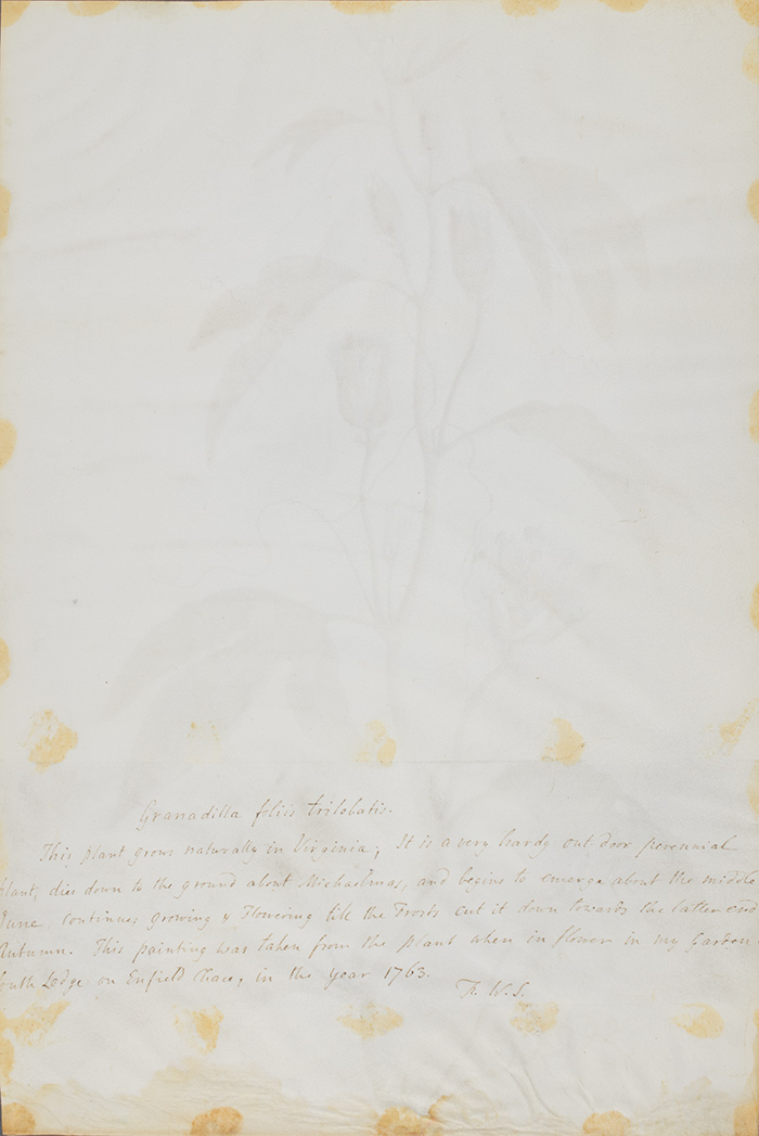 William King (British, active mid to late 18th century), Granadilla Foliis Trilobatis (verso, showing annotations by Thomas Skinner), 1763. The Huntington Library, Art Collections, and Botanical Gardens.
