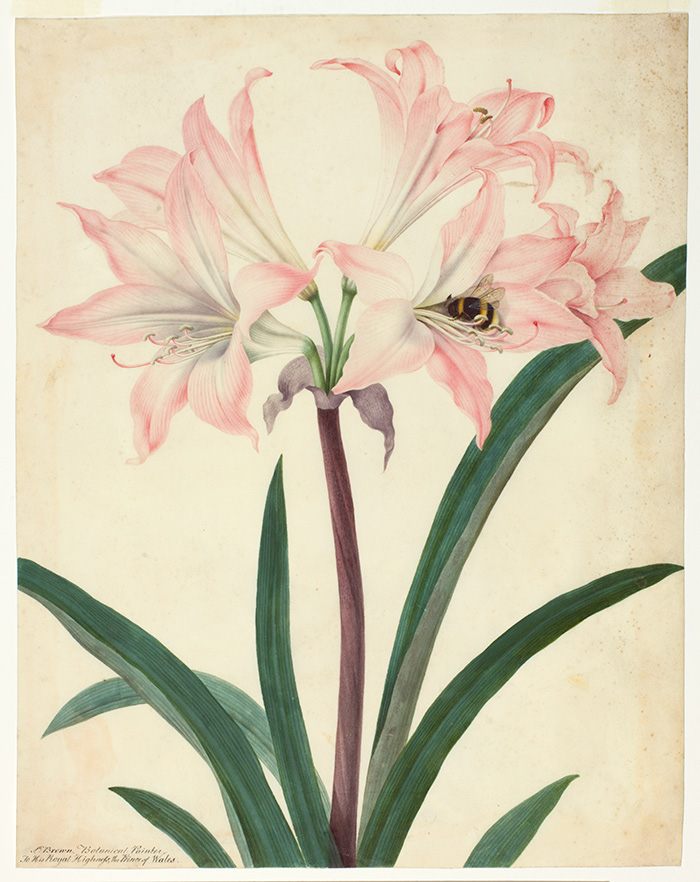 Peter Brown (British, active 1766–1791), Belladonna Amaryllis, ca. 1780, watercolor on vellum. The Huntington Library, Art Collections, and Botanical Gardens.