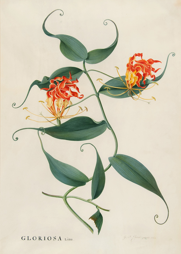 Georg Dionysius Ehret (German, 1708-1770), Climbing Lily, 1763, watercolor on vellum. The Huntington Library, Art Collections, and Botanical Gardens.