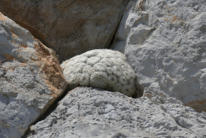 Mammillaria plumosa, nestled where two cracks in a cliff converge in Huasteca Canyon. The canyon is located near Monterrey, Nuevo Leon, Mexico. Photo by John Trager.
