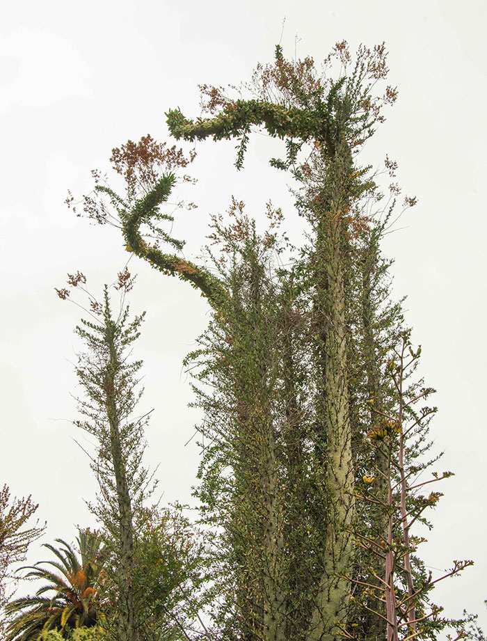 A specimen of the Boojum tree (Fouquieria columnaris) in the Desert Garden. Photo by Deborah Miller.
