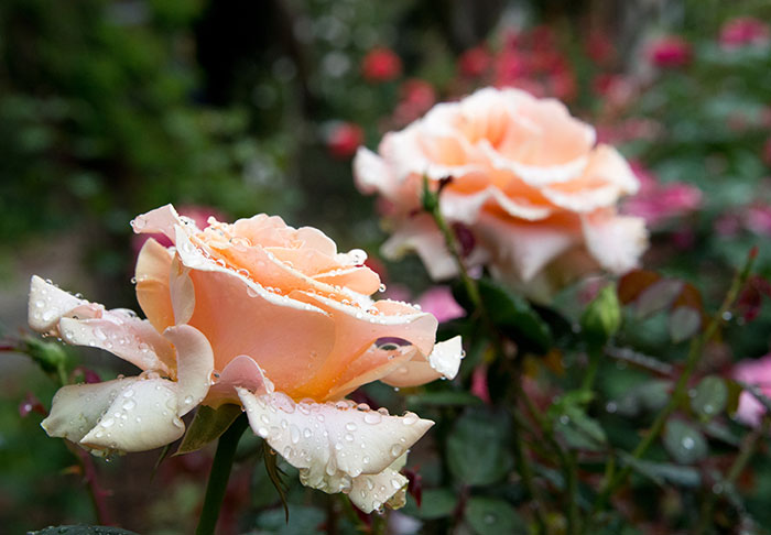 ‘Marilyn Monroe’ roses capture the freshness of a spring morning. Tom Carruth, The Huntington’s E.L. and Ruth B. Shannon Curator of the Rose Collections, named this creamy, long-limbed hybrid in 2002. Photo by Deborah Miller.