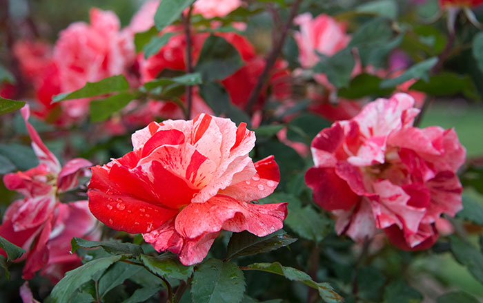 ‘Hanky Panky’, a striped floribunda, attracts attention in bed number 9 of the Rose Garden. Photo by Deborah Miller.