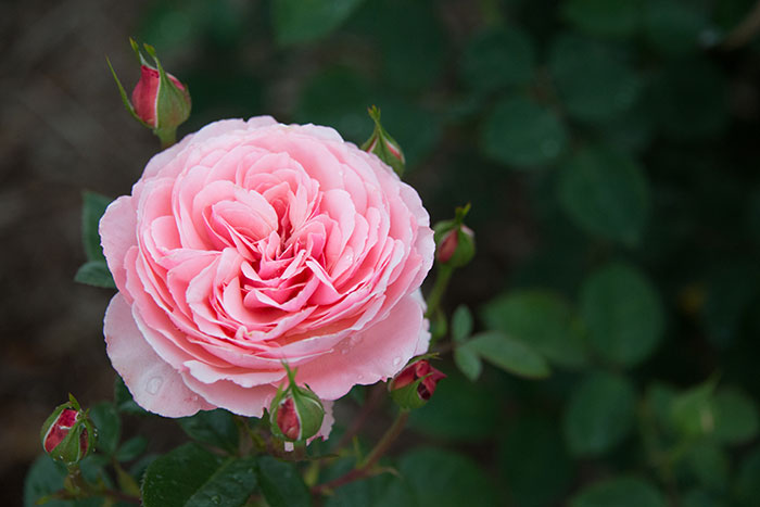 Tom Carruth planted the captivating ‘Sexy Rexy’, a pink floribunda, in bed number 10—just one bed away from ‘Hanky Panky’. Photo by Deborah Miller.