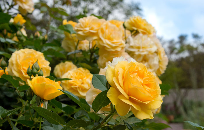 The ‘Julia Child’ rose, a floribunda that’s as golden-yellow as butter and has a sweet licorice fragrance, is named after the famous Pasadena-born chef. Photo by Deborah Miller.