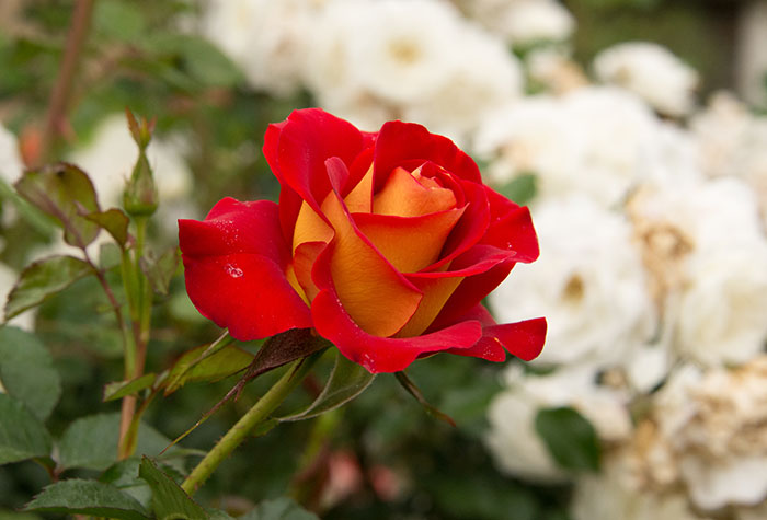 This tastefully named rose is called ‘Ketchup and Mustard’. Photo by Deborah Miller.