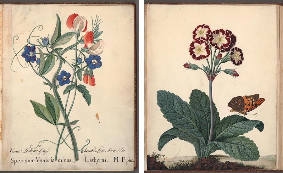 From botanical albums created by a mother and daughter, Countess Mary Macclesfield and Lady Elizabeth Parker Fane, containing 73 watercolor drawings on parchment depicting plant specimens, some drawn with butterflies and other insects. Manuscripts produced in England between 1756 and 1767. The Huntington Library, Art Museum, and Botanical Gardens.