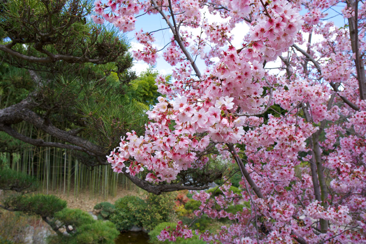 Pink cloud ornamental cherry blossoms