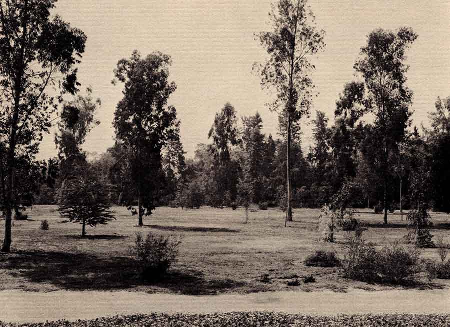 The Australian Garden, featured in a February 1970 story, showcases plants from “down under” that are suitable for Southern California’s climate. This landscape introduced many now-popular plants (such as kangaroo paws) to local gardeners. The Huntington Library, Art Museum, and Botanical Gardens.