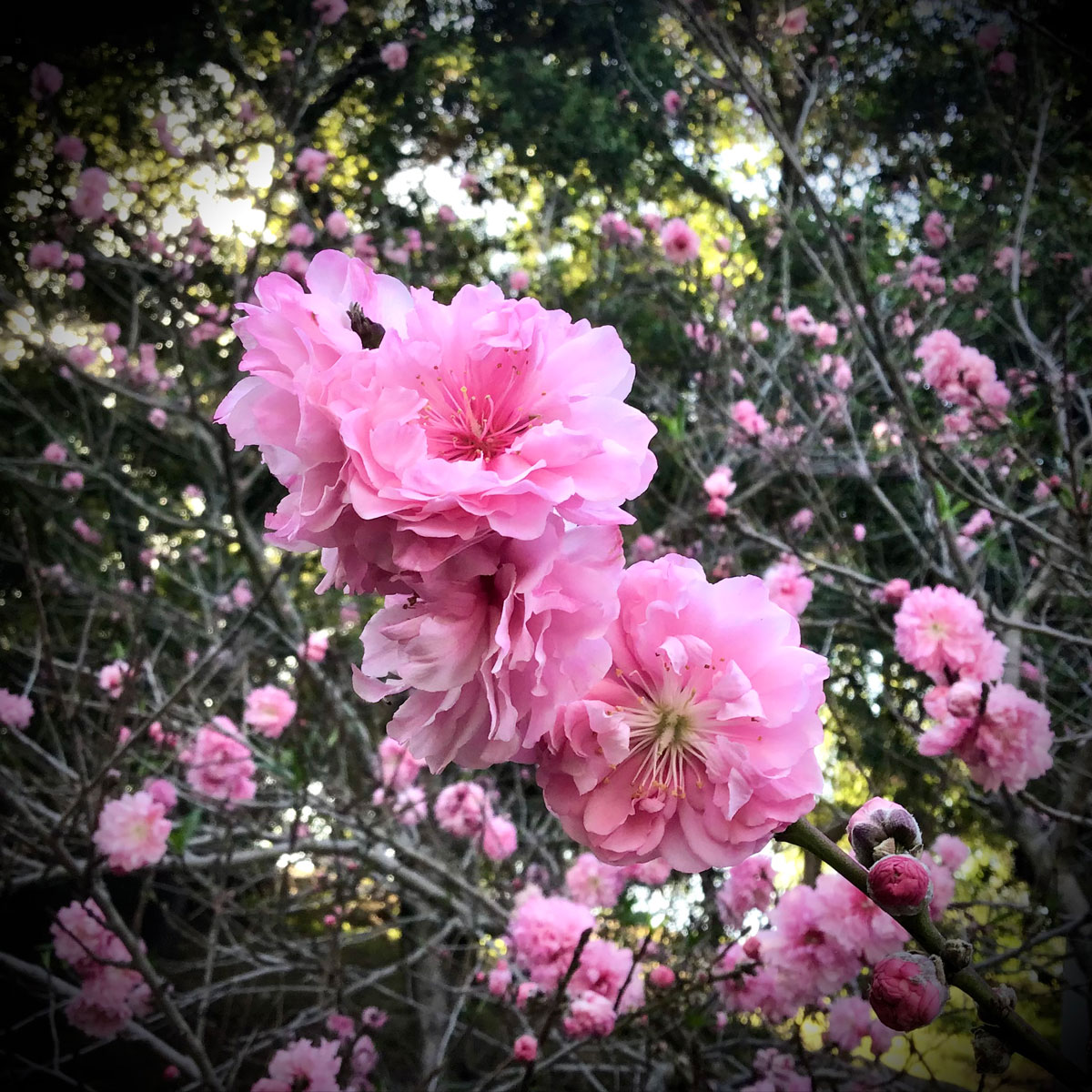 pink spring tree flowers