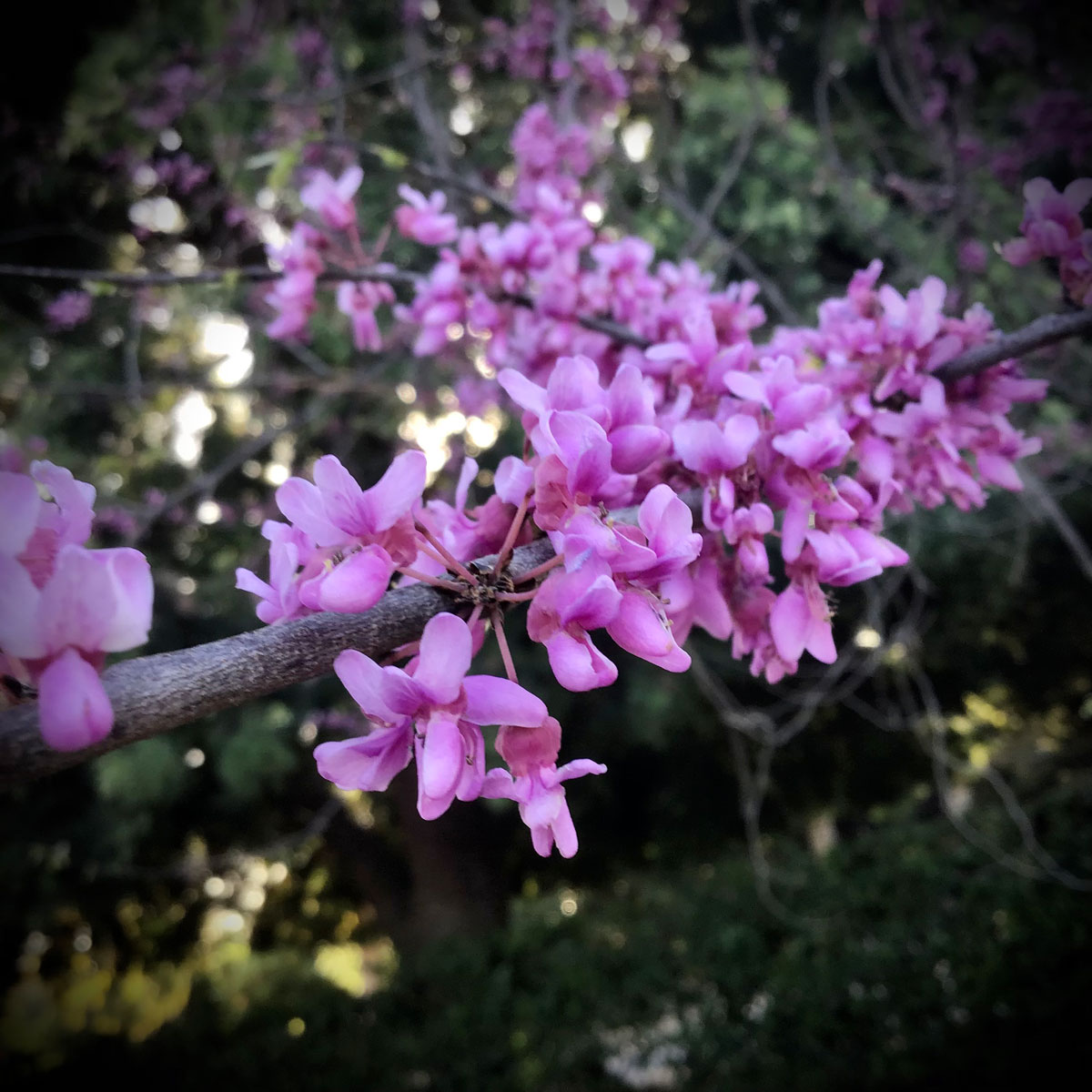 Cercis canadensis eastern redbud