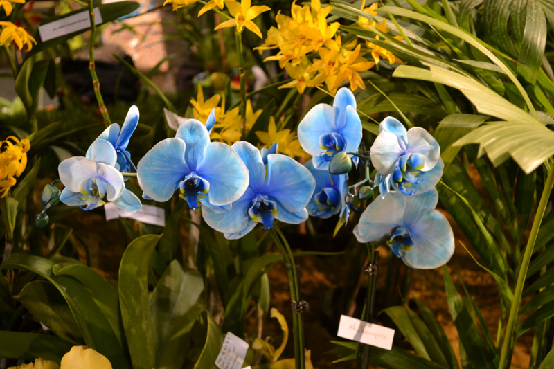 ORCHID COLLECTION, Beyond the Blues