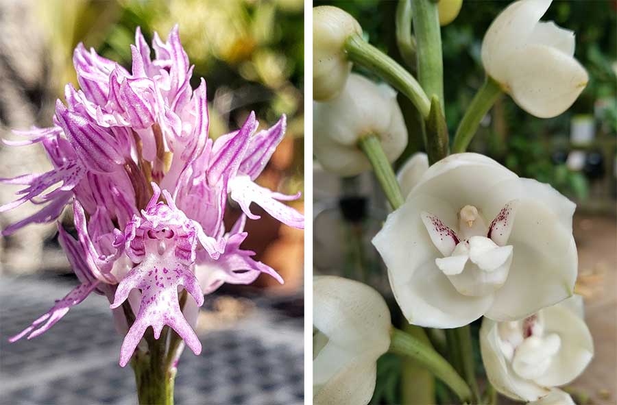 Fancy Orchids with Bees Wine glasses