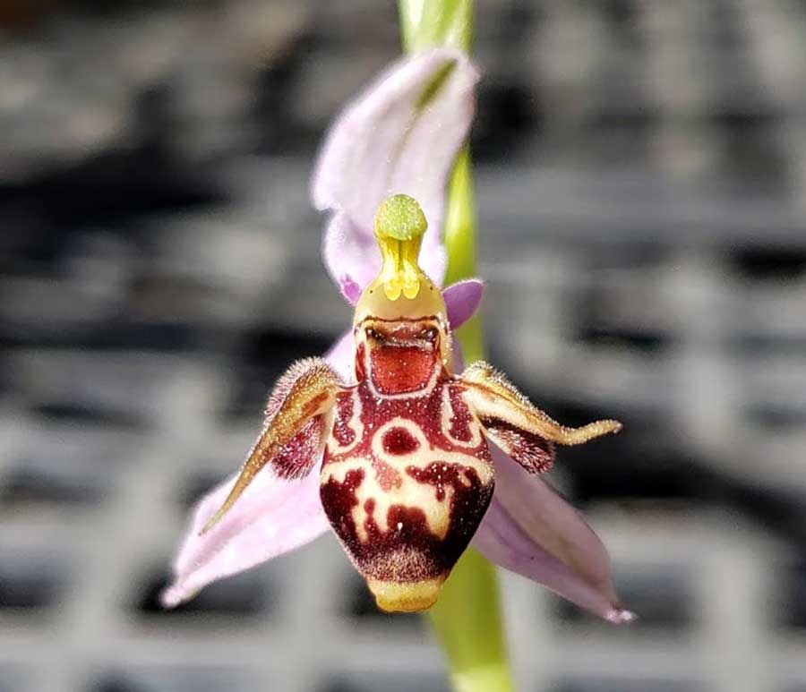 Fancy Orchids with Bees Wine glasses