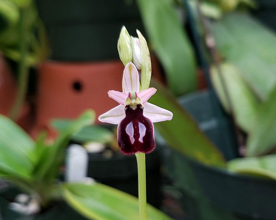 Reinhold’s bee orchid is pollinated by bees in the genus Eupalovskia. It was first described in 1907 and was named in honor of an eminent 19th-century doctor of Athens, Greece. Photo by Brandon Tam.