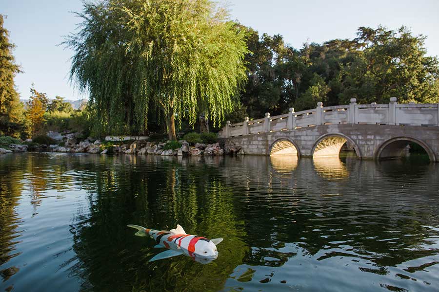 Nina Katchadourian’s “Strange Creature” swims in the Lake of Reflected Fragrance in The Huntington’s Chinese Garden, Liu Fang Yuan 流芳園. Photo by Gina Clyne.