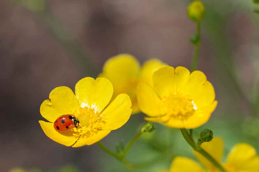 Yearning for closeness after months of social distancing? Nature photography is the perfect antidote to the six-foot rule. The gardens abound with photogenic subjects that beckon visitors to get close. Pictured: An industrious ladybug helps pollinate a sunny yellow buttercup. Photo by Martha Benedict.