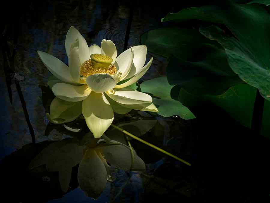 In the Chinese Garden, a lotus flower (Nelumbo nucifera ‘Giant Sunburst’) catches the sunlight and appears to glow from within. Photo by Andy Sae.