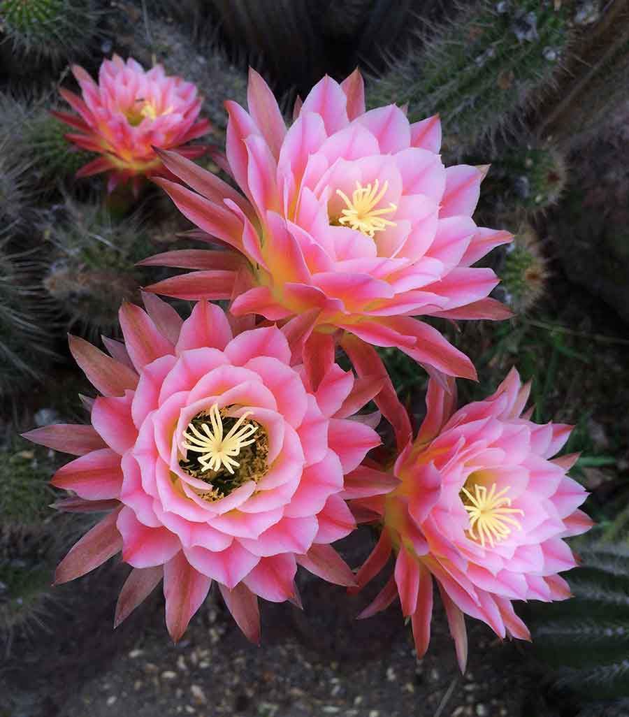 You don’t need a fancy camera to snap great nature photos. These vibrant cactus flowers (Echinopsis ‘First Light’) were captured in the Desert Garden with an iPhone. Photo by Lisa Blackburn.
