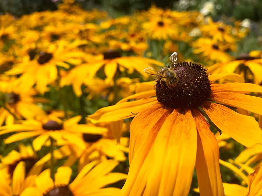 Color, texture, and shape are some of the elements that make a great photo, as seen in this iPhone portrait of black-eyed Susan blooms (Rudbeckia ‘Chestnut Gold’) in the Shakespeare Garden. Give yourself some bonus points if you capture a bee or a butterfly at the same time. Photo by Kelly Fernandez.