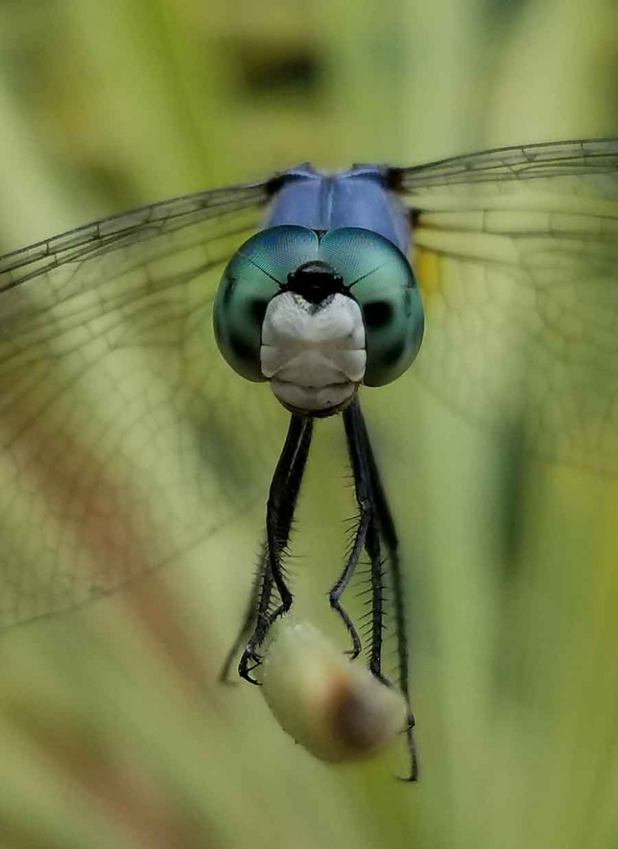 Yes, believe it or not, this dragonfly’s portrait was snapped with an Android cell phone camera, without the use of a stabilizer or special lens. The insect’s uncharacteristic willingness to hold a pose helped insure a sharp focus. Photo by Karen Zimmerman.