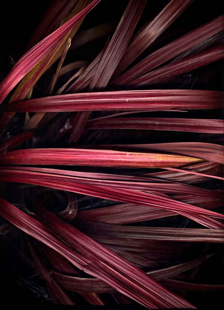 Jane L. O’Neal, Cordyline, in Environmental Memory Part I: Home Grown, 2001–2008, printed in 2009. Archival inkjet print, 44 x 30 in. Gift of the artist, 2014. © Jane L. O'Neal. The Huntington Library, Art Museum, and Botanical Gardens.