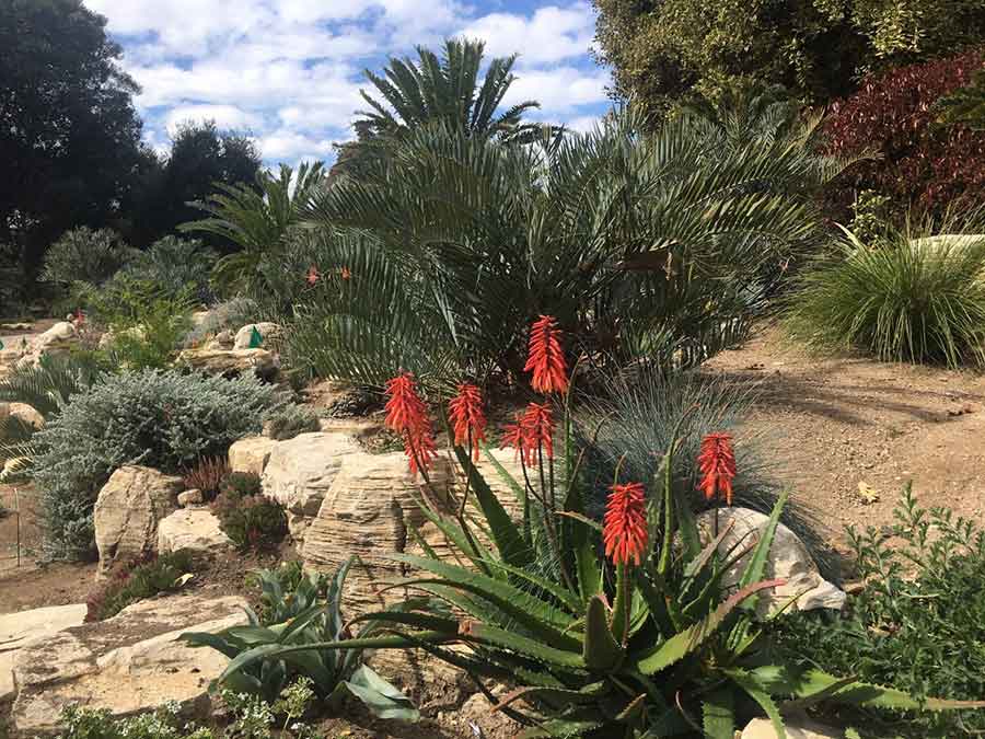 The Huntington’s new cycad garden showcases thousands of unusual plants from the renowned plant collection of Loran Whitelock, including this Aloe cameronii (red aloe) blooming in front of a large cycad, ‘Encephalartos trispinosis’. Photo by Usha Lee McFarling.