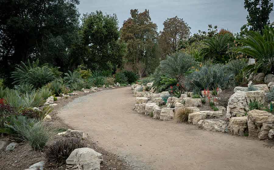 The wide path of the cycad walk is accessible to all visitors. Photo by Jessica Pettengill.