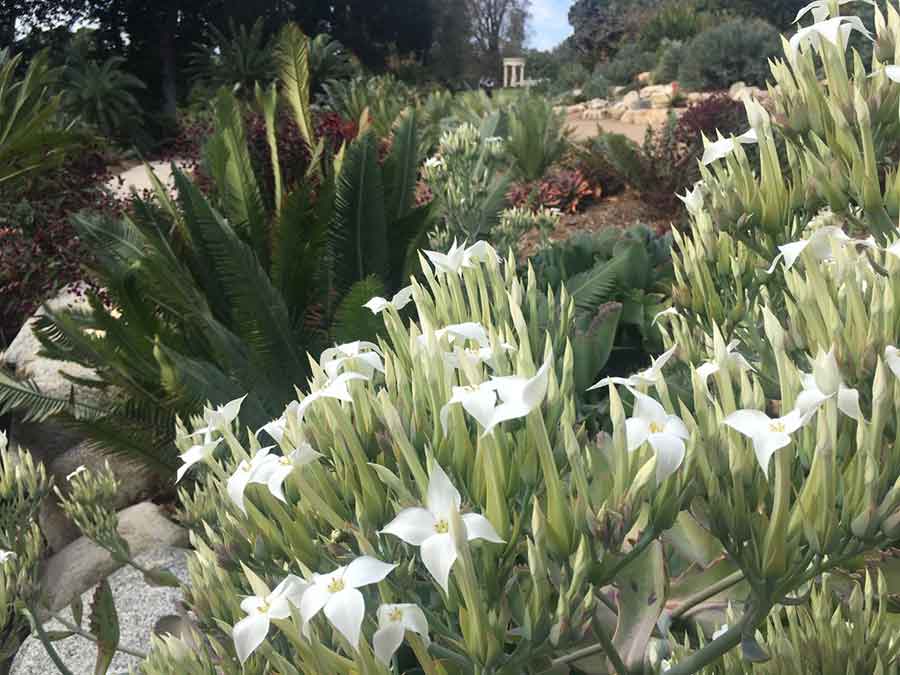 The cycad walk replicates Whitelock’s original garden, which featured hundreds of companion plants interspersed among cycads. Here a plant grows near a cycad. Photo by Usha Lee McFarling.