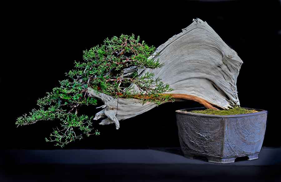 California juniper (Juniperus californica), Han-kengai or semicascade style bonsai, estimated age of original plant material: 1,500–1,800 years old. Collected from JawboneCanyon, Mojave Desert and displayed in pot made by Sara Rayner. Collected, styled, and donated by Shig Miya. Photo by Andrew Mitchell. The Huntington Library, Art Museum, and Botanical Gardens. 