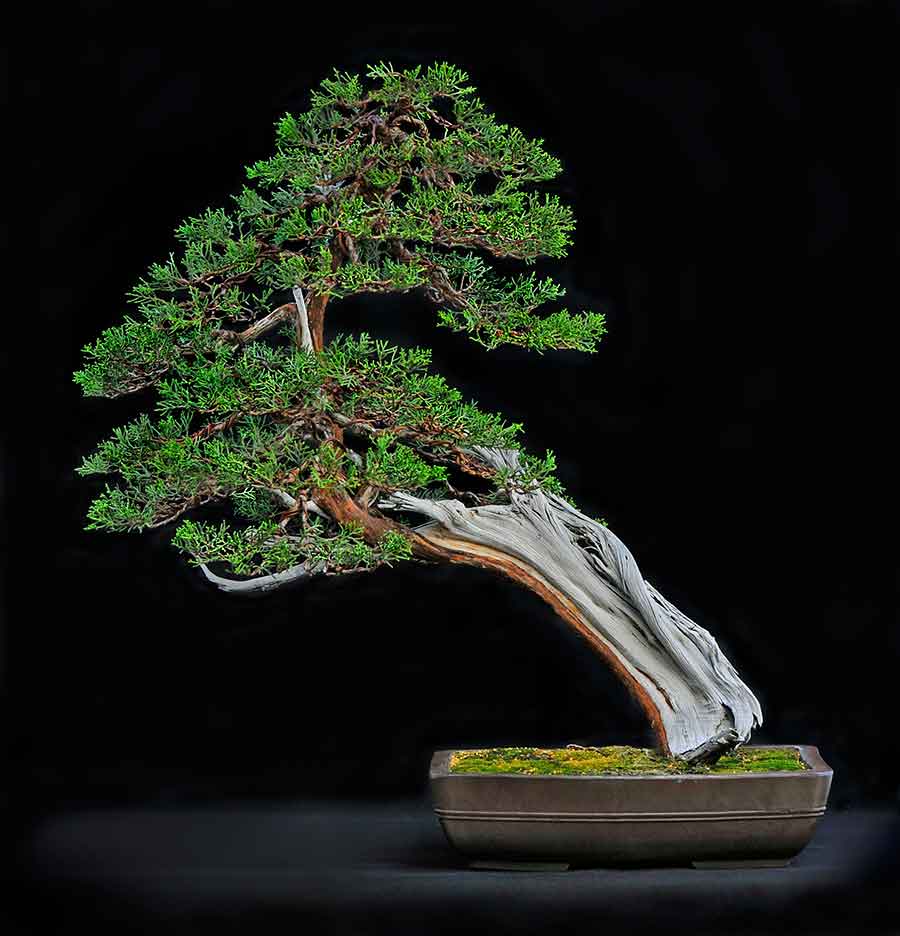 California juniper (Juniperus californica), Shakan or slant style bonsai, estimated age of original plant material: 200–300 years old. Collected from the Mojave Desert and displayed in Tokoname pot from Japan. Donated by Grigsby Cactus Gardens. Photo by Andrew Mitchell. The Huntington Library, Art Museum, and Botanical Gardens.