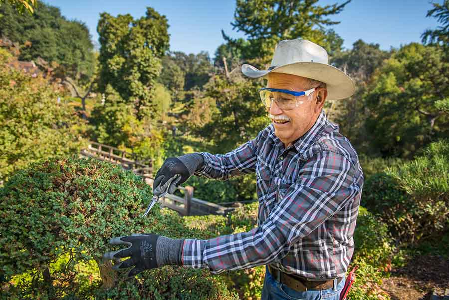 Over the years, Ramiro Ramirez Pinedo, 80, an employee at The Huntington for 50 years, has honed his skill at pruning to shape the pines and junipers in the Japanese Garden. Photo by Jamie Pham.